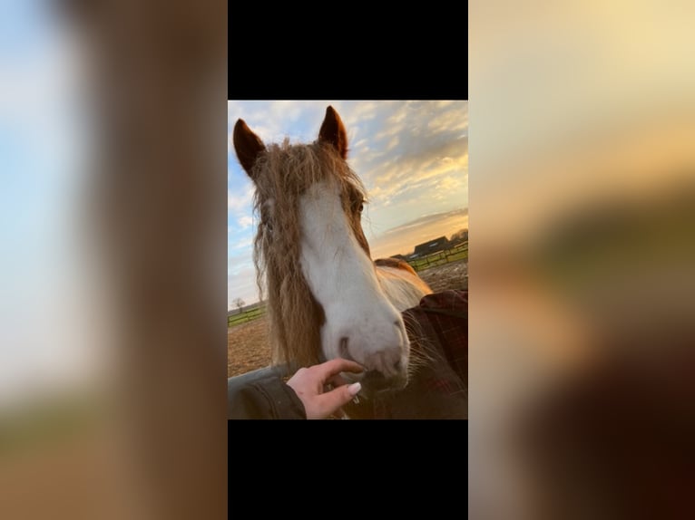 Tinker Hongre 5 Ans Pinto in Schermbeck