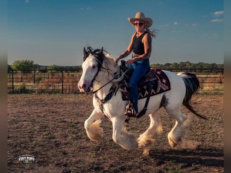 Tinker Hongre 5 Ans Pinto in Jacksboro
