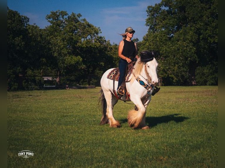 Tinker Hongre 5 Ans Pinto in Jacksboro