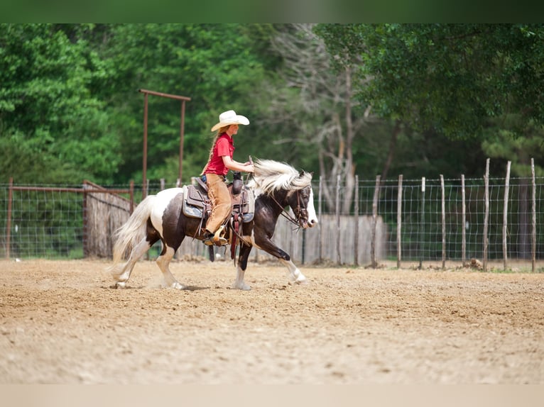 Tinker Croisé Hongre 5 Ans  in Bloomburg, TX
