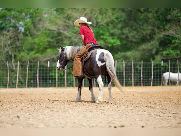 Tinker Croisé Hongre 5 Ans  in Bloomburg, TX