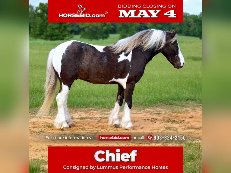 Tinker Croisé Hongre 5 Ans  in Bloomburg, TX