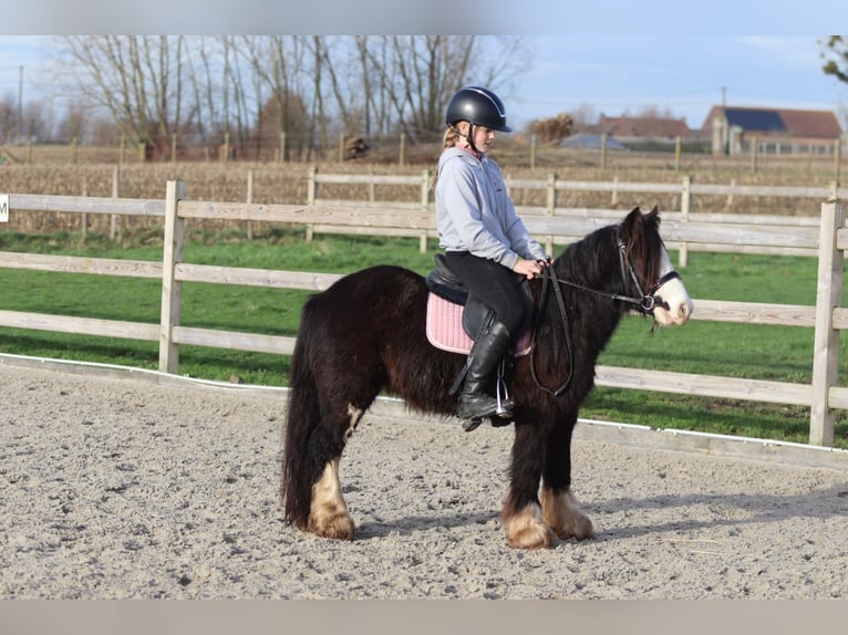 Tinker Hongre 6 Ans 118 cm Noir in Bogaarden