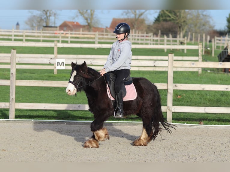 Tinker Hongre 6 Ans 118 cm Noir in Bogaarden