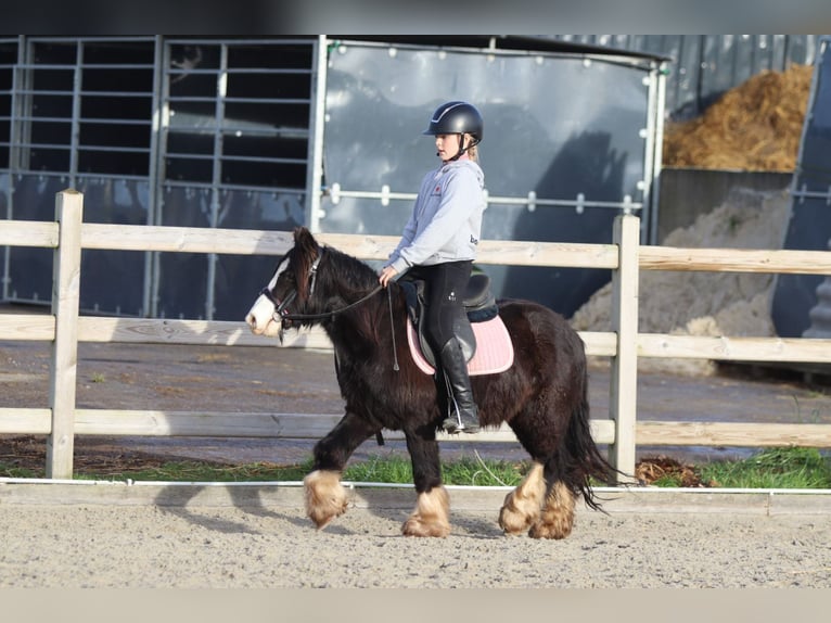 Tinker Hongre 6 Ans 118 cm Noir in Bogaarden