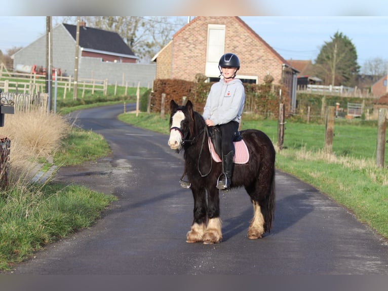 Tinker Hongre 6 Ans 118 cm Noir in Bogaarden