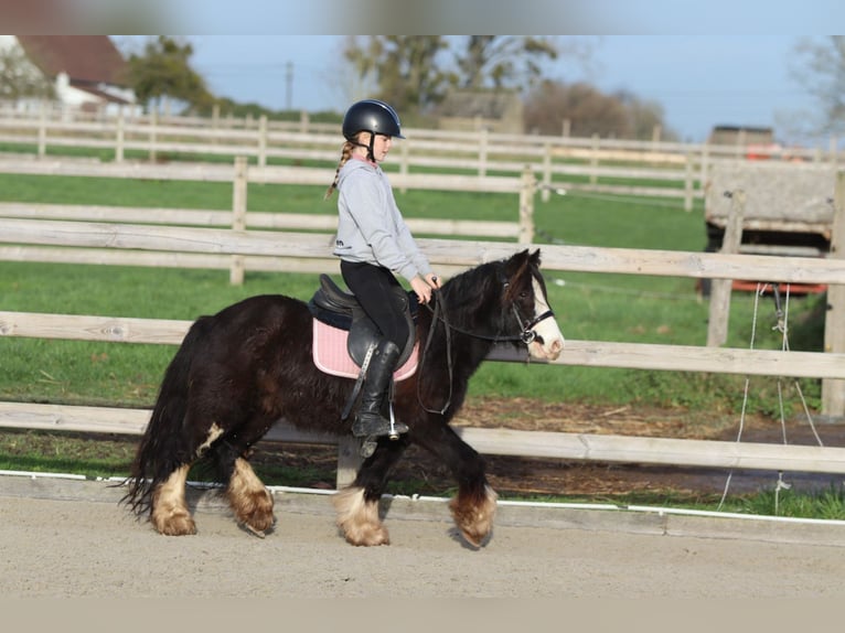 Tinker Hongre 6 Ans 118 cm Noir in Bogaarden