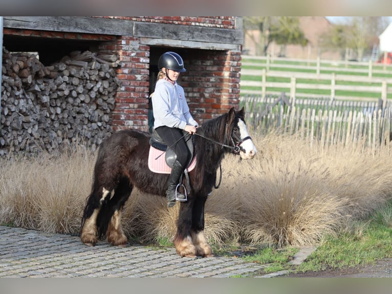 Tinker Hongre 6 Ans 118 cm Noir in Bogaarden