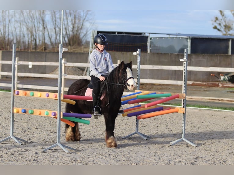 Tinker Hongre 6 Ans 118 cm Noir in Bogaarden