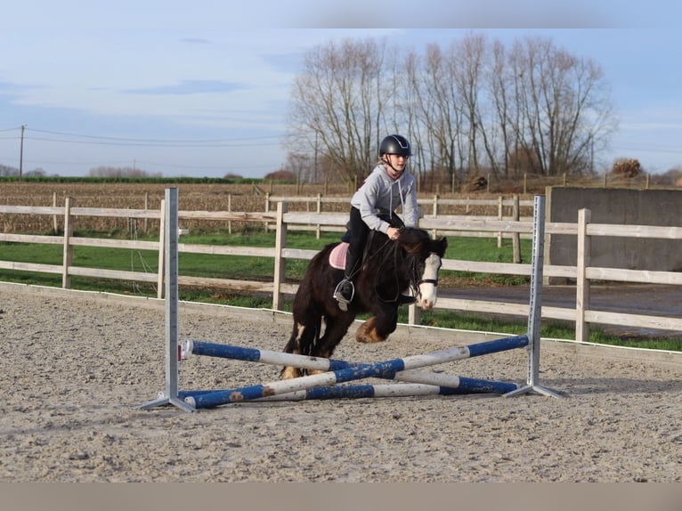 Tinker Hongre 6 Ans 118 cm Noir in Bogaarden