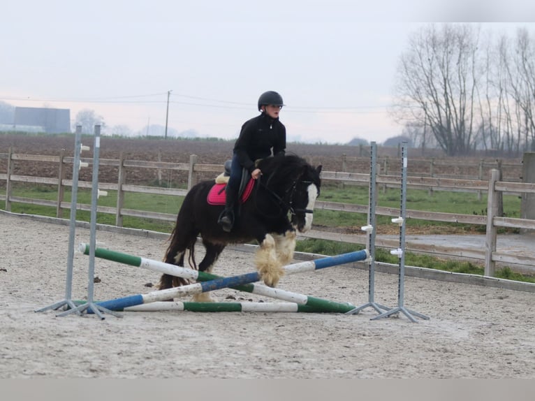 Tinker Hongre 6 Ans 125 cm Noir in Bogaarden