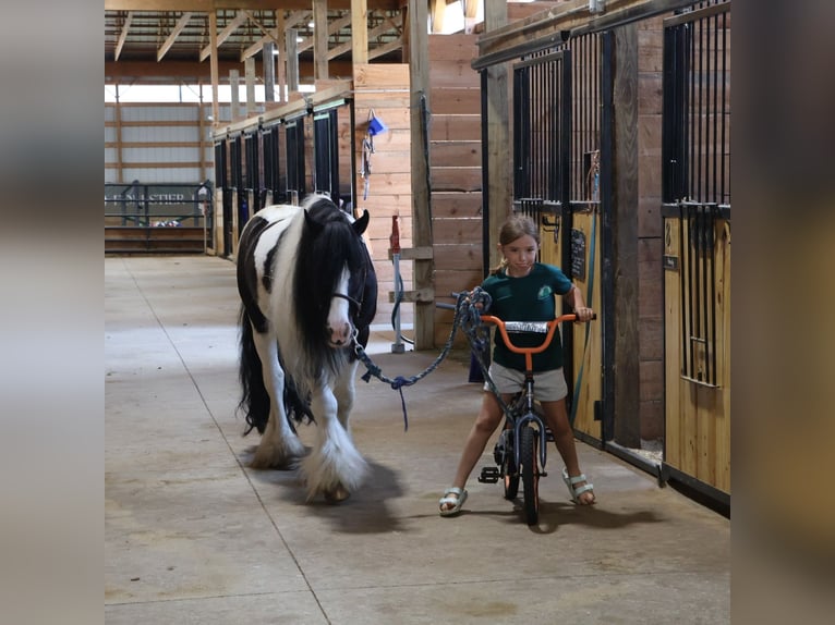 Tinker Hongre 6 Ans 127 cm Tobiano-toutes couleurs in Howell