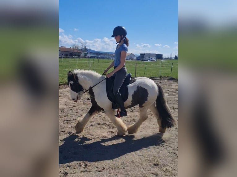 Tinker Hongre 6 Ans 129 cm Pinto in Isny im Allg&#xE4;u