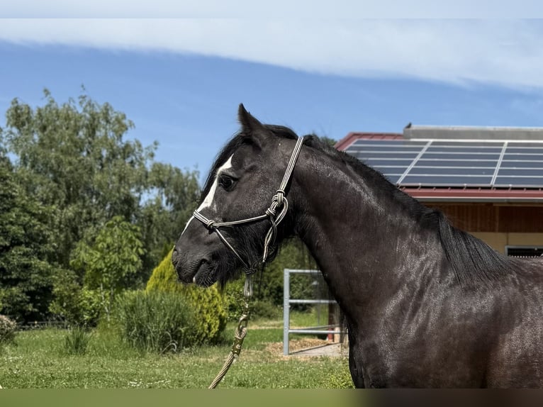 Tinker Hongre 6 Ans 130 cm Noir in Achstetten