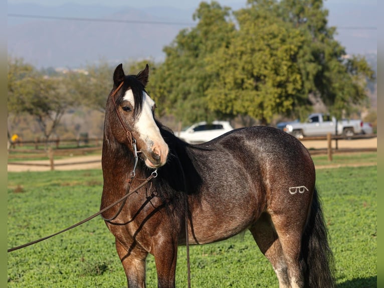 Tinker Croisé Hongre 6 Ans 135 cm Roan-Bay in Norco