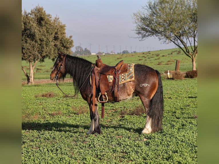 Tinker Croisé Hongre 6 Ans 135 cm Roan-Bay in Norco