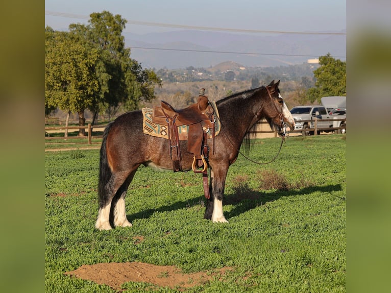 Tinker Croisé Hongre 6 Ans 135 cm Roan-Bay in Norco