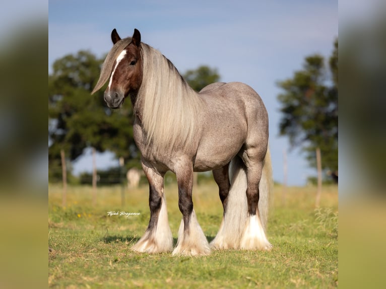 Tinker Hongre 6 Ans 137 cm in Cisco, TX