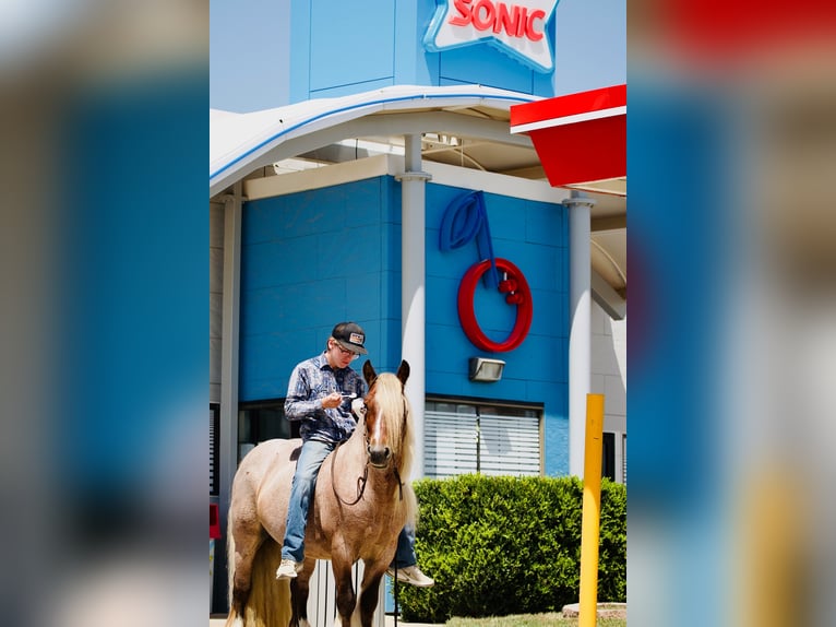 Tinker Hongre 6 Ans 137 cm in Cisco, TX