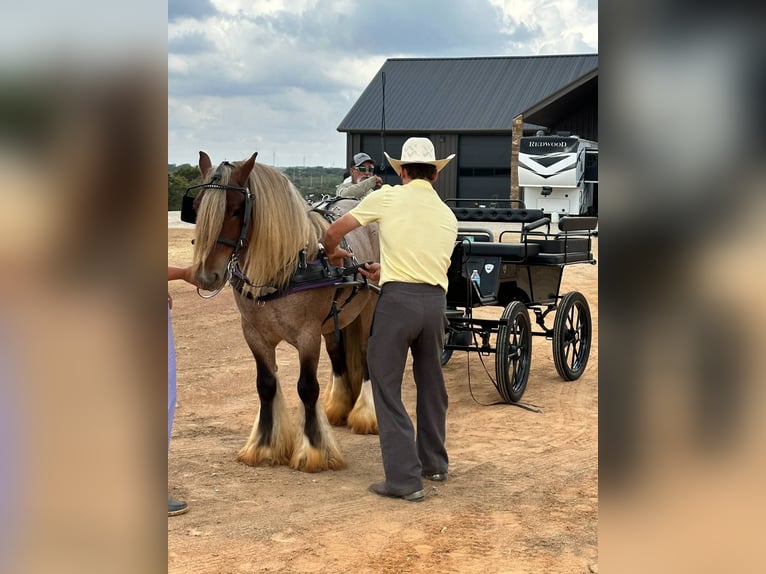 Tinker Hongre 6 Ans 137 cm in Cisco, TX