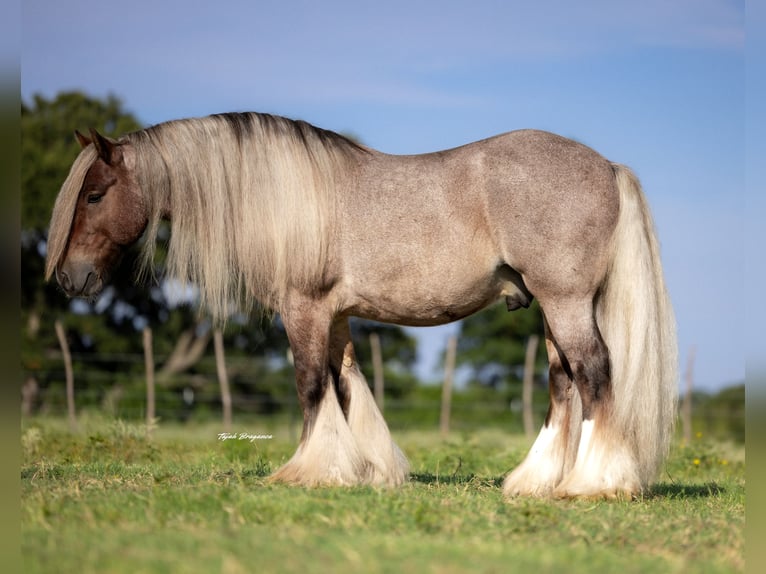 Tinker Hongre 6 Ans 137 cm in Cisco, TX