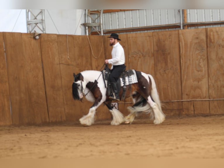 Tinker Hongre 6 Ans 137 cm Pinto in Syracuse