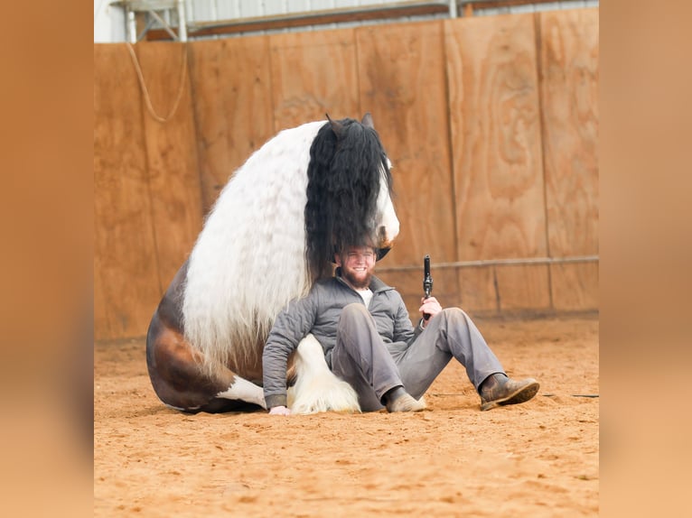 Tinker Hongre 6 Ans 137 cm Pinto in Syracuse