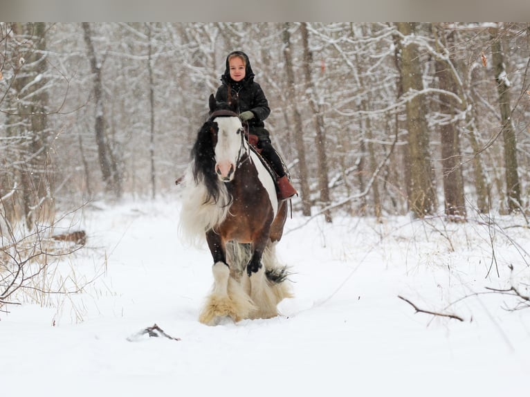 Tinker Hongre 6 Ans 137 cm Pinto in Syracuse