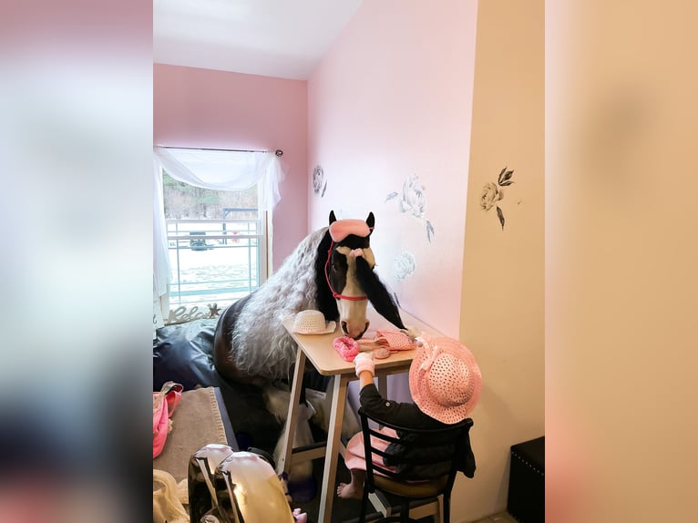 Tinker Hongre 6 Ans 137 cm Pinto in Syracuse