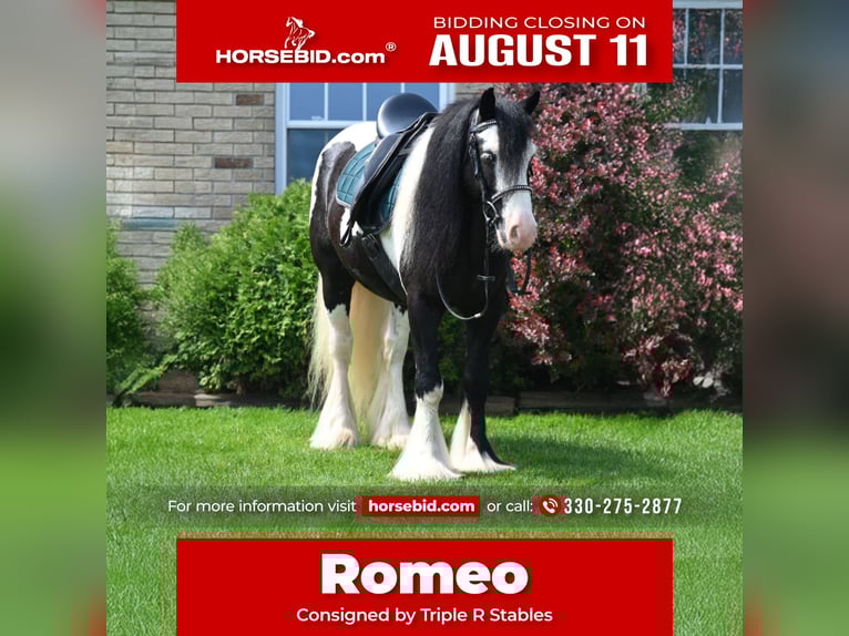 Tinker Hongre 6 Ans 137 cm in Millersburg, OH