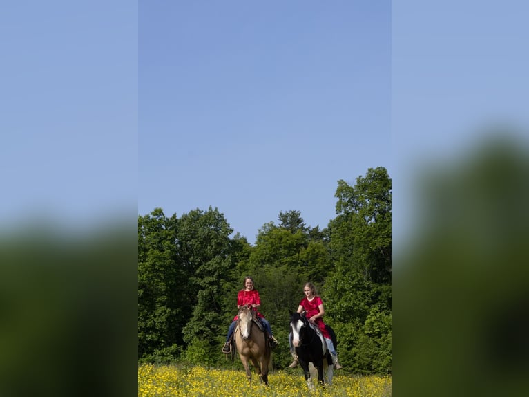 Tinker Hongre 6 Ans 137 cm in Millersburg, OH