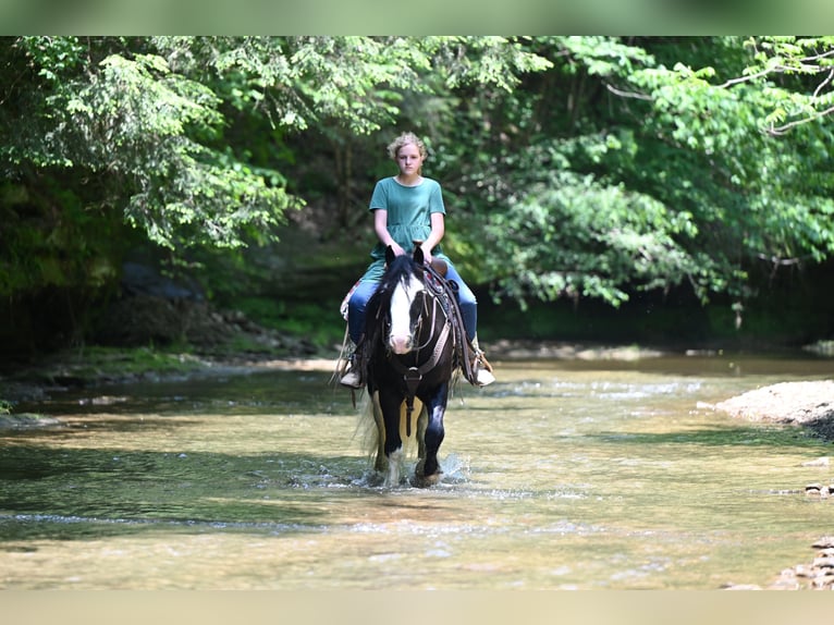 Tinker Hongre 6 Ans 137 cm in Millersburg, OH