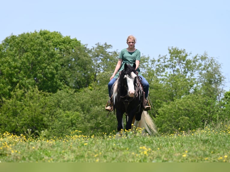 Tinker Hongre 6 Ans 137 cm in Millersburg, OH