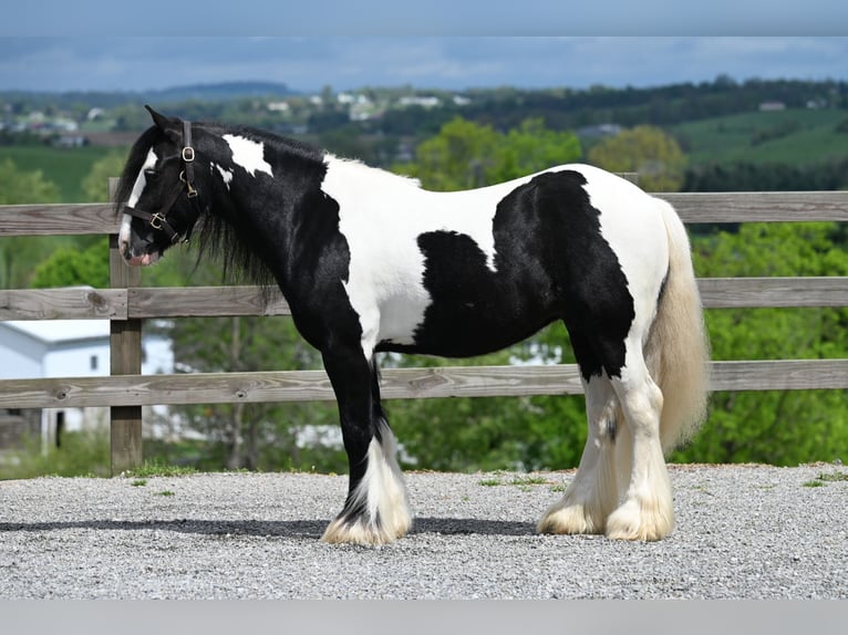 Tinker Hongre 6 Ans 137 cm in Millersburg, OH
