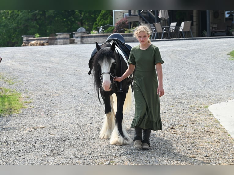 Tinker Hongre 6 Ans 137 cm in Millersburg, OH