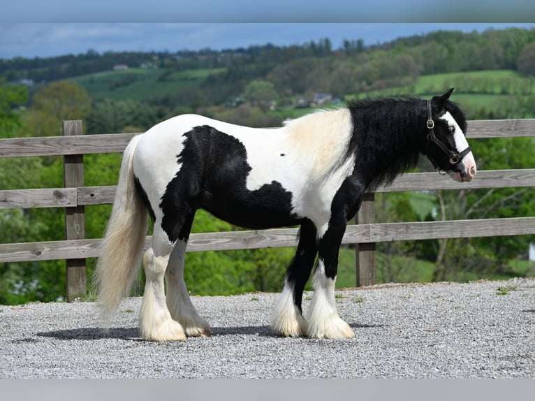 Tinker Hongre 6 Ans 137 cm in Millersburg, OH
