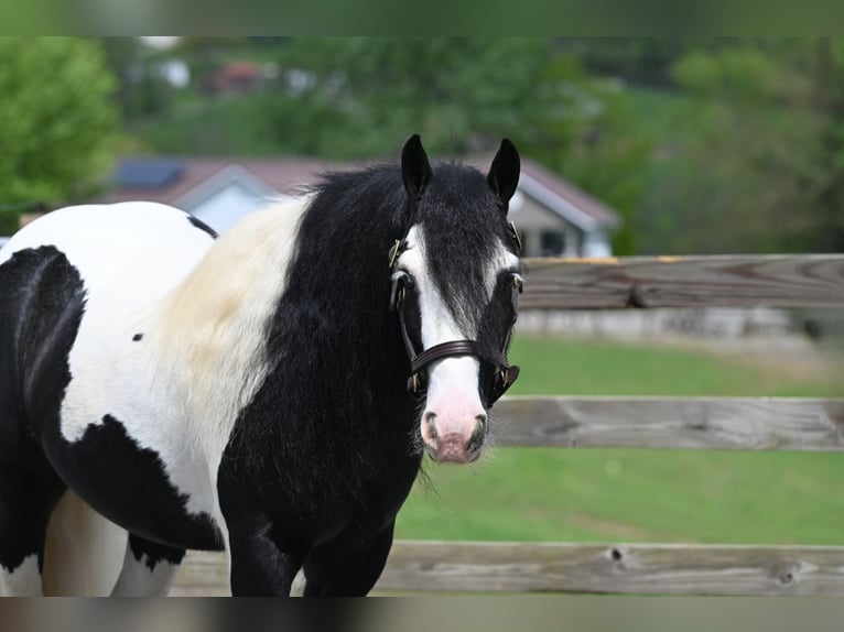 Tinker Hongre 6 Ans 137 cm in Millersburg, OH