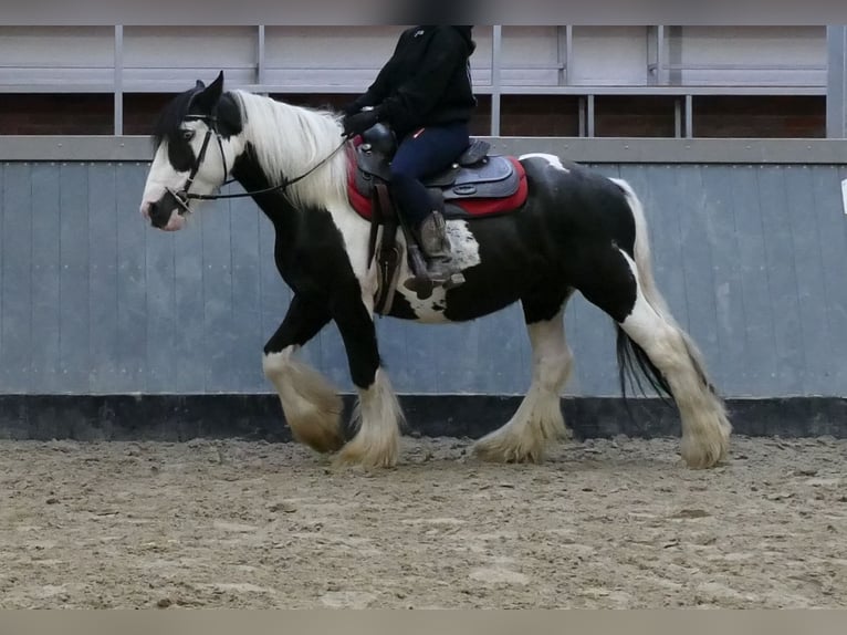 Tinker Hongre 6 Ans 138 cm Pinto in Lathen