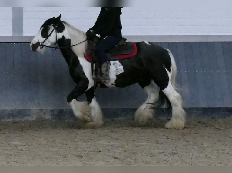 Tinker Hongre 6 Ans 138 cm Pinto in Lathen
