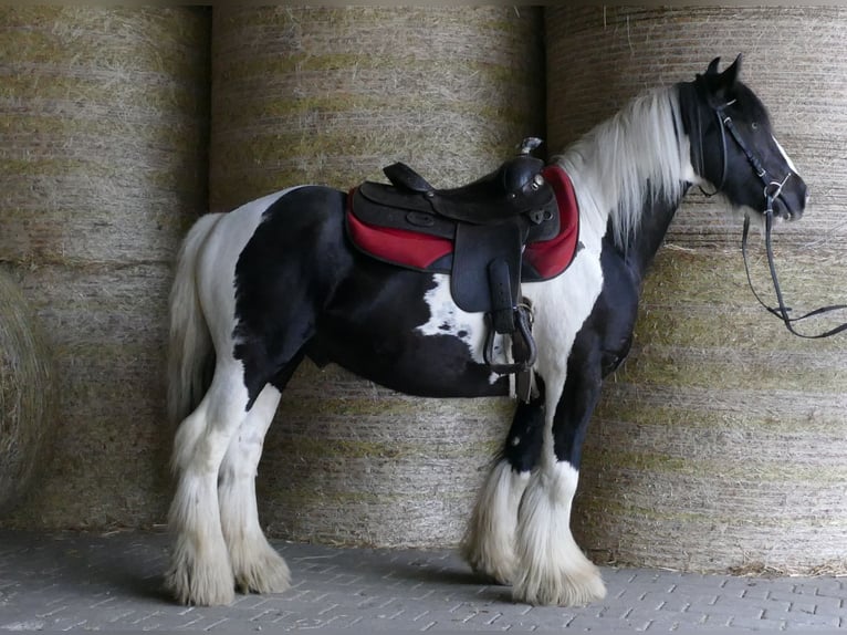 Tinker Hongre 6 Ans 138 cm Pinto in Lathen