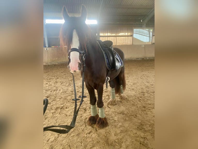 Tinker Hongre 6 Ans 140 cm Bai brun foncé in Norderstedt