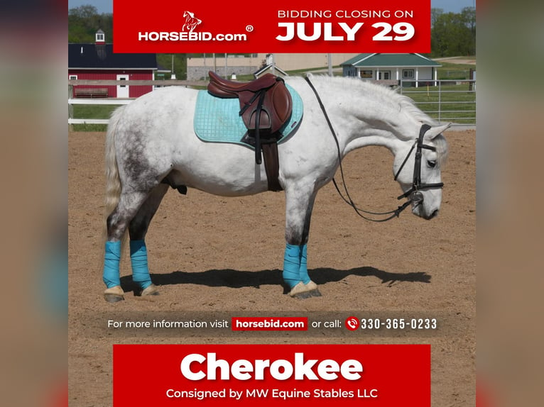 Tinker Croisé Hongre 6 Ans 140 cm Gris in Fresno, OH