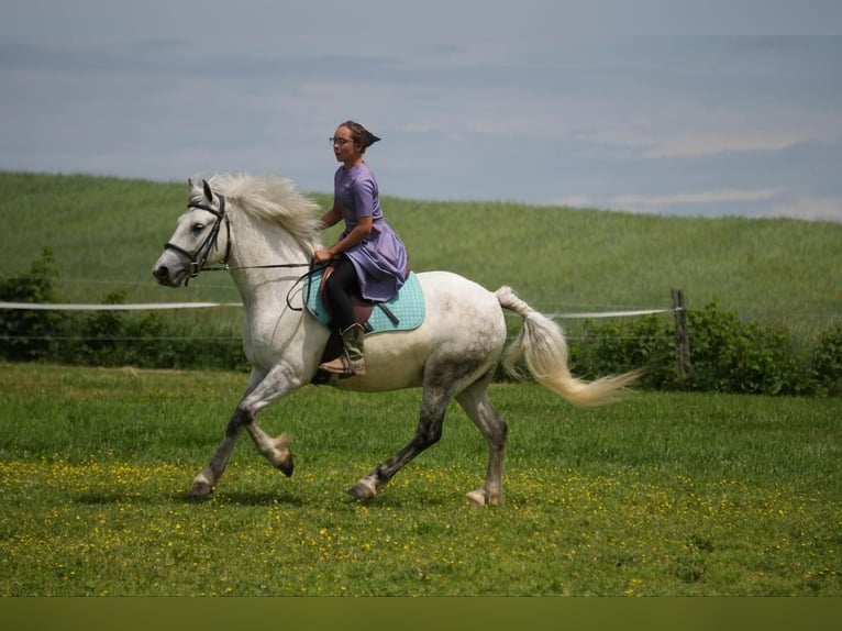 Tinker Croisé Hongre 6 Ans 140 cm Gris in Fresno, OH