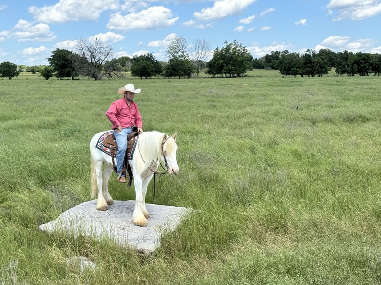 Tinker Hongre 6 Ans 142 cm Palomino in Madill