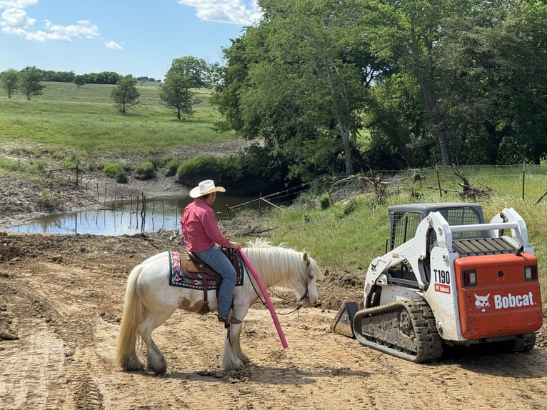 Tinker Hongre 6 Ans 142 cm Palomino in Madill