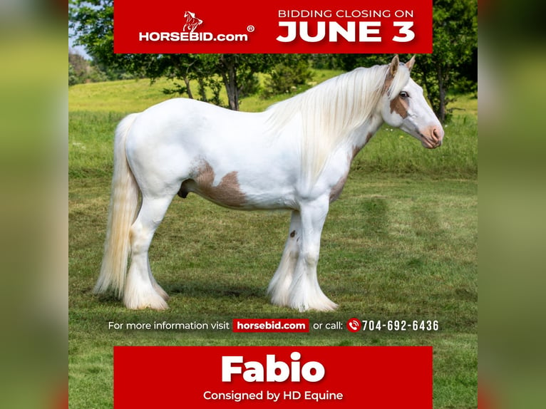 Tinker Hongre 6 Ans 142 cm Palomino in Madill