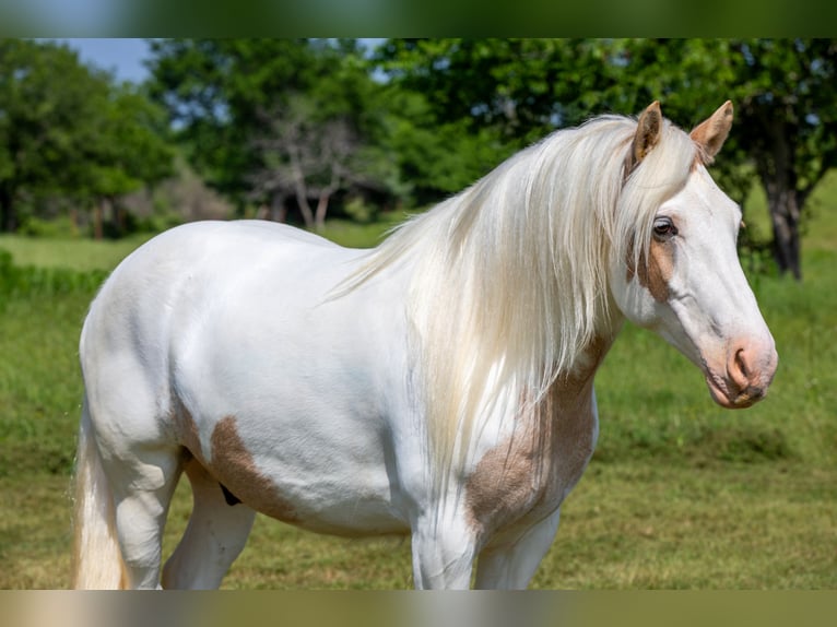 Tinker Hongre 6 Ans 142 cm Palomino in Madill