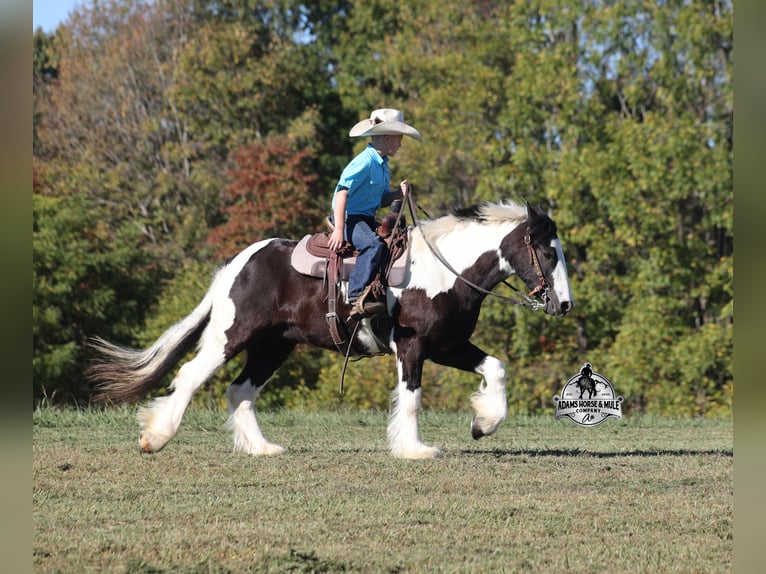Tinker Hongre 6 Ans 142 cm Tobiano-toutes couleurs in Mount Vernon, KY