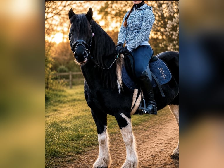 Tinker Croisé Hongre 6 Ans 143 cm Pinto in ZeuthenZeuthen