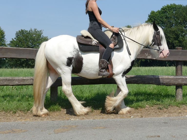 Tinker Hongre 6 Ans 143 cm Pinto in Lathen